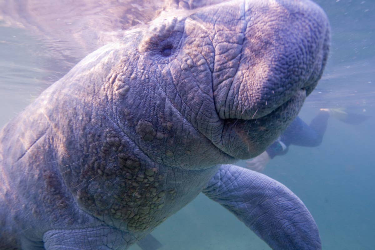 Curious manatee turns paddleboard into a cozy lounge chair for itself