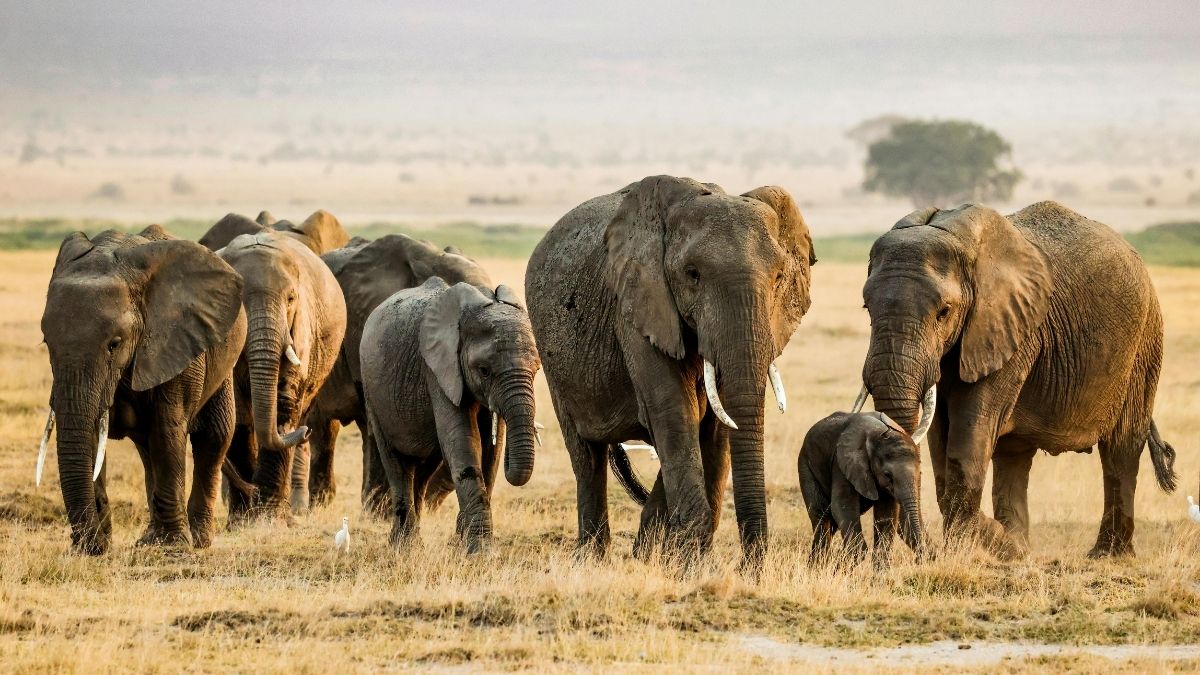 What is a group of elephants called?