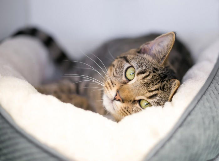 食事療法だけでは改善しない？猫の『難治性腸疾患』新たな治療の可能性と研究結果を獣医が解説