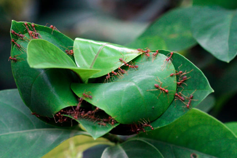 Fourmis, gorilles... : comment le collectif décuple leur intelligence