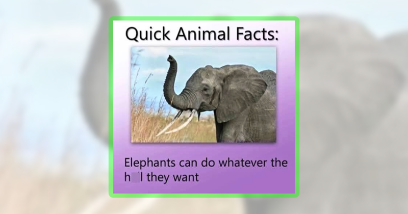 22 endearingly enormous elephant memes full of gentle giant energy