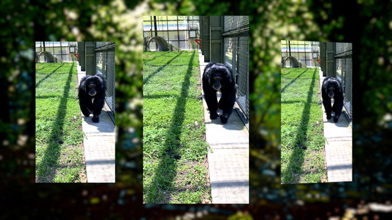 Where is Michael Jackson’s chimp Bubbles? The Florida retirement of a ...