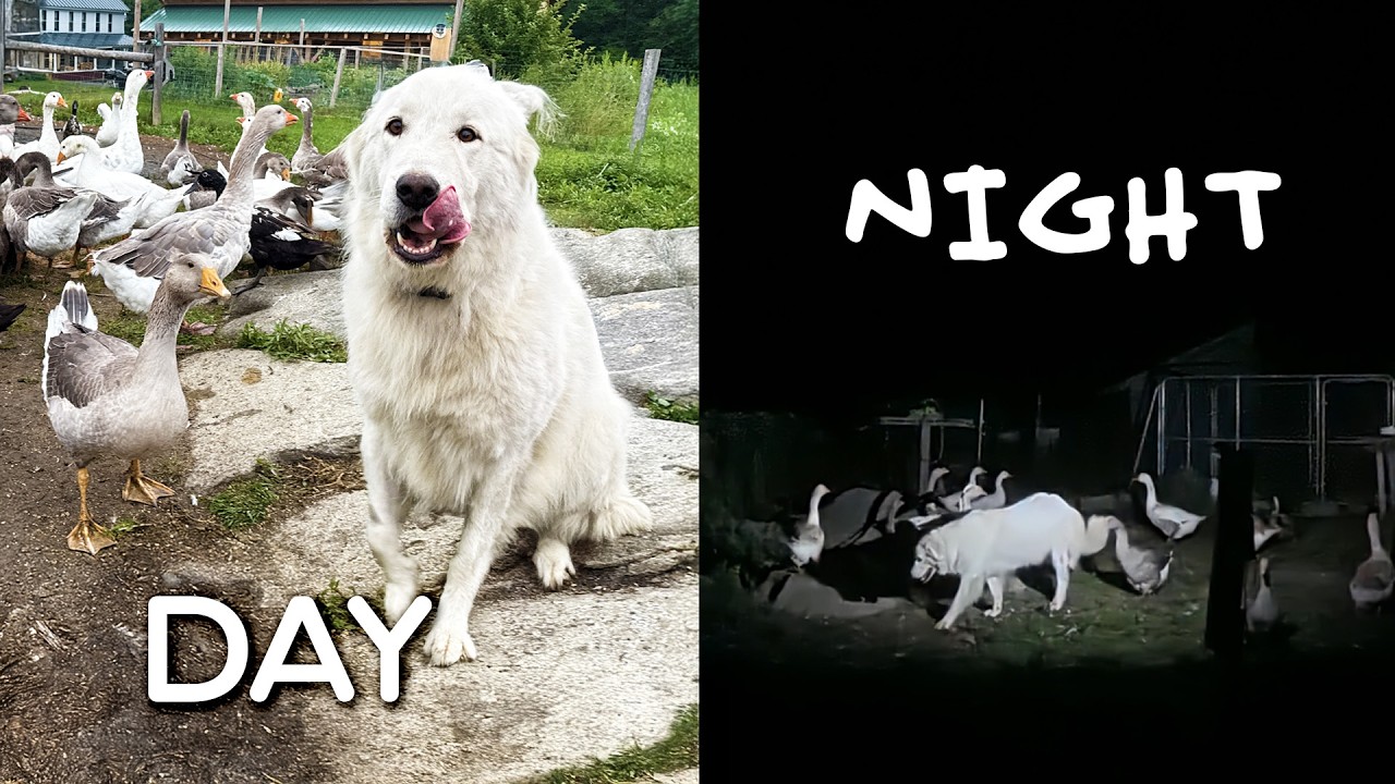 Watch hidden cameras show what livestock guardian dog does alone