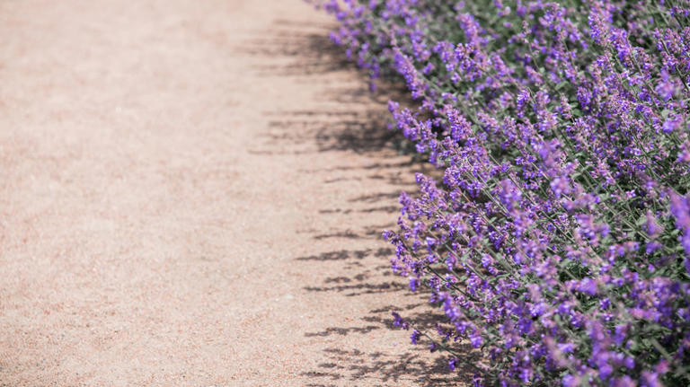 12 innovative garden path upgrades that can make your yard more inviting