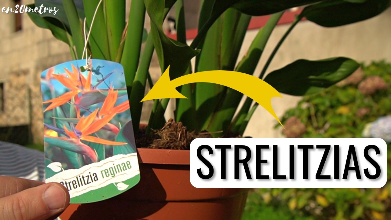 Cómo plantar strelitzias y principales cuidados del ave del paraíso ...
