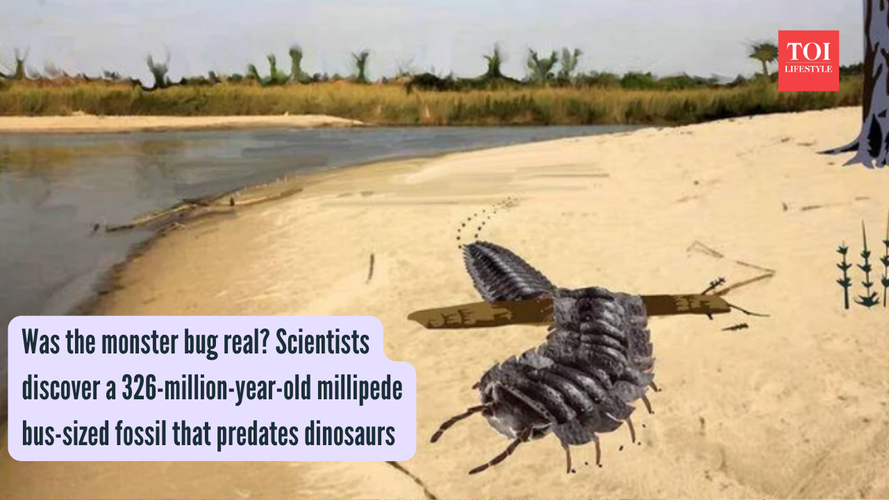 Was the monster bug real? Scientists discover a 326-million-year-old ...