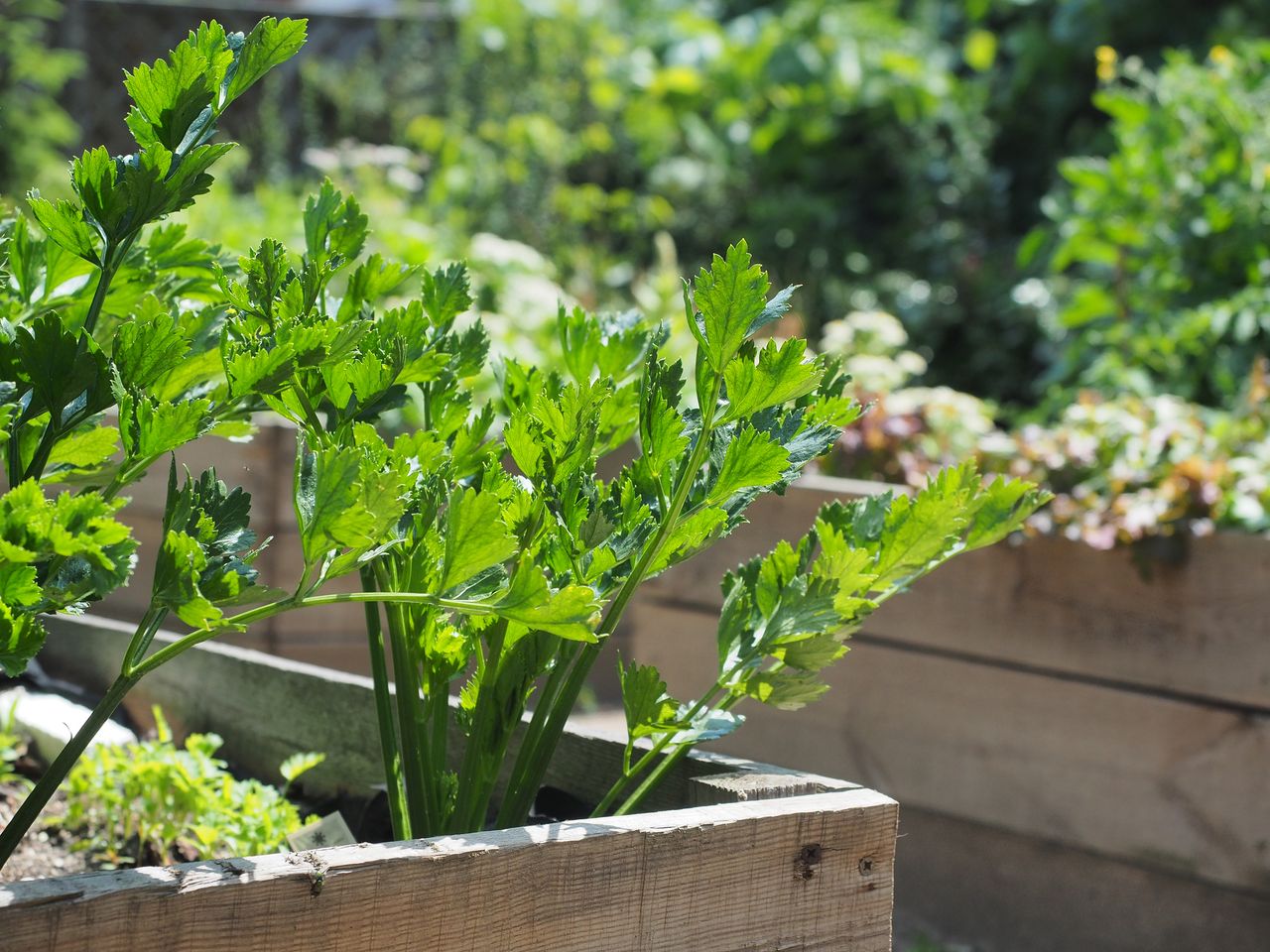 Lovage growing in a raised garden bed.