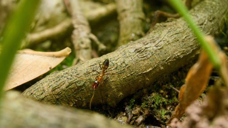 How to stop ants from damaging your plants' roots