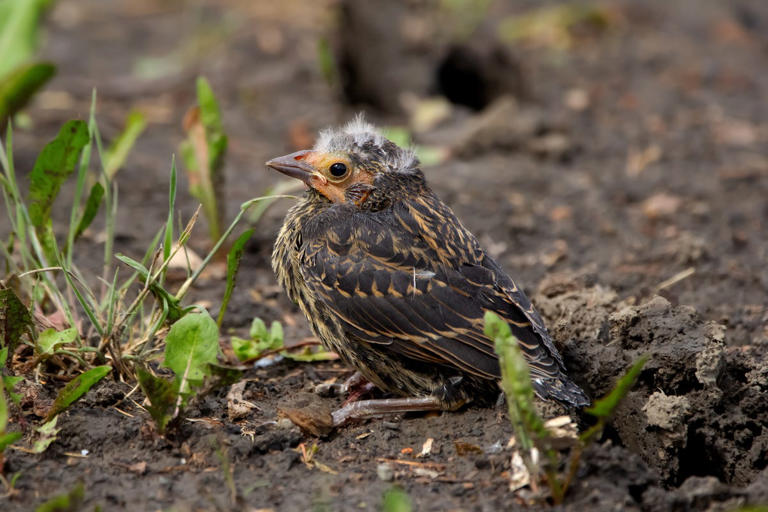 Think you found an abandoned baby bird? Read this first