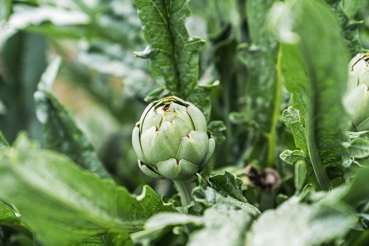 Artichoke plant closeup