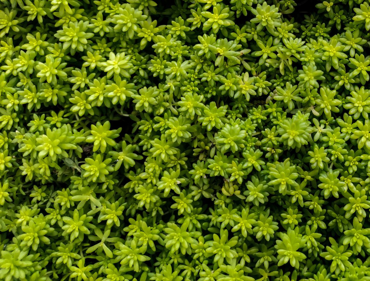Close up of yellow sedum