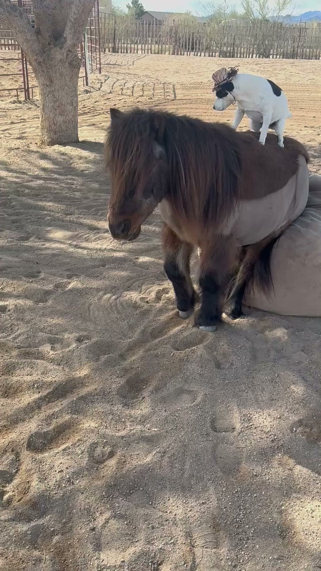 Dog rides pony in a hilarious farmyard scene