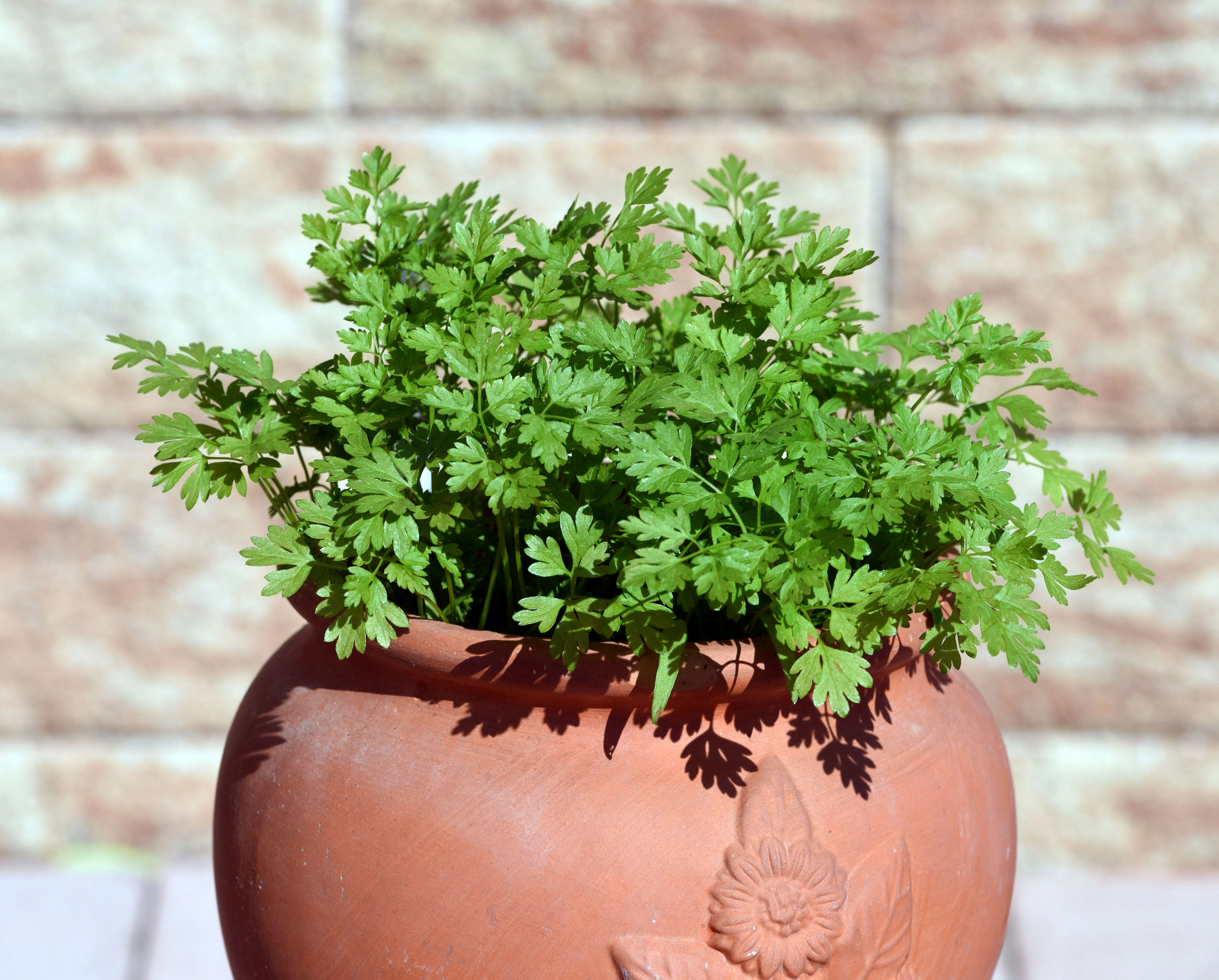 Semer du cerfeuil : comment obtenir de belles feuilles tendres et ...