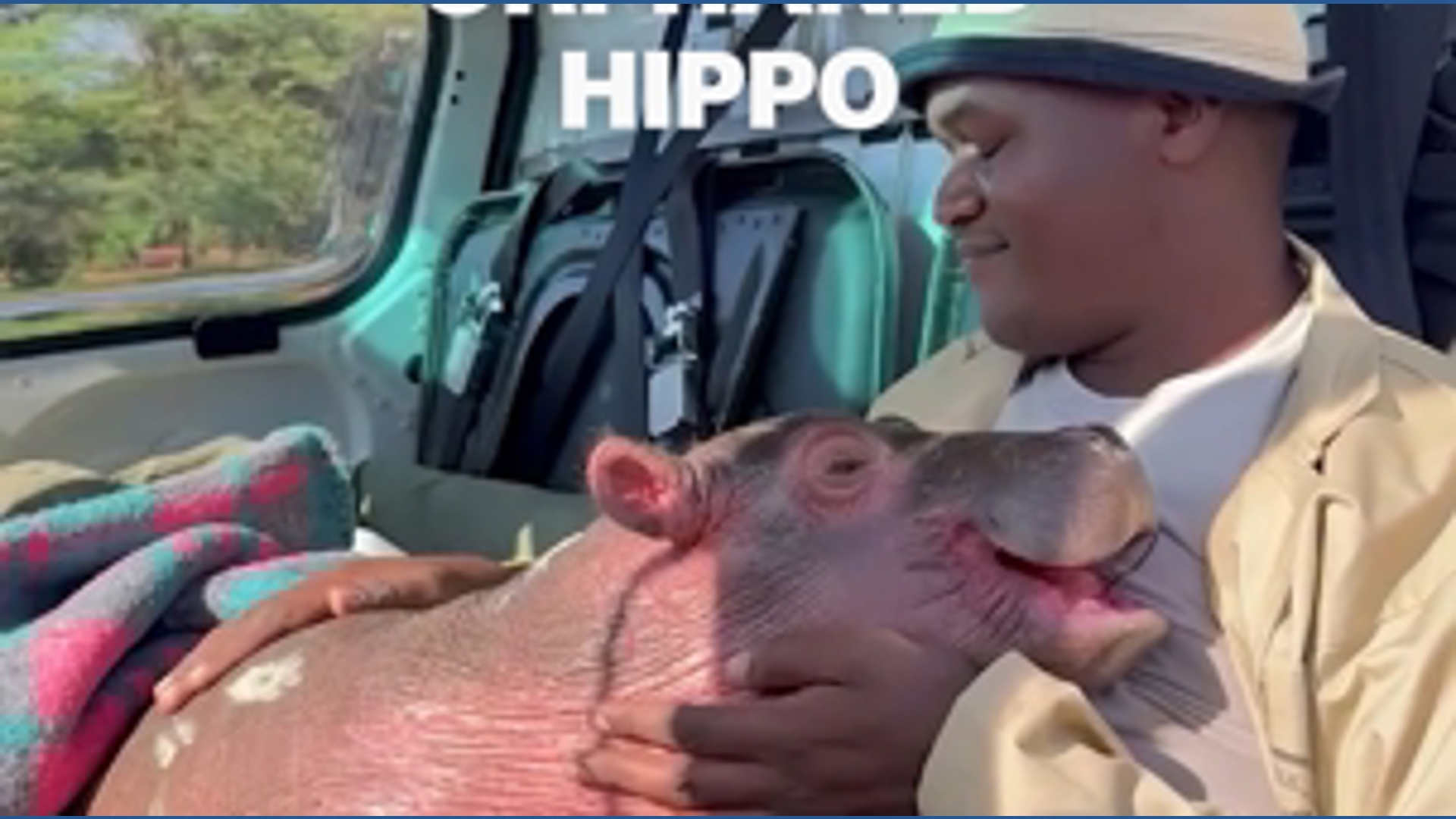 Bumpy the orphaned hippo snuggles with new human friends