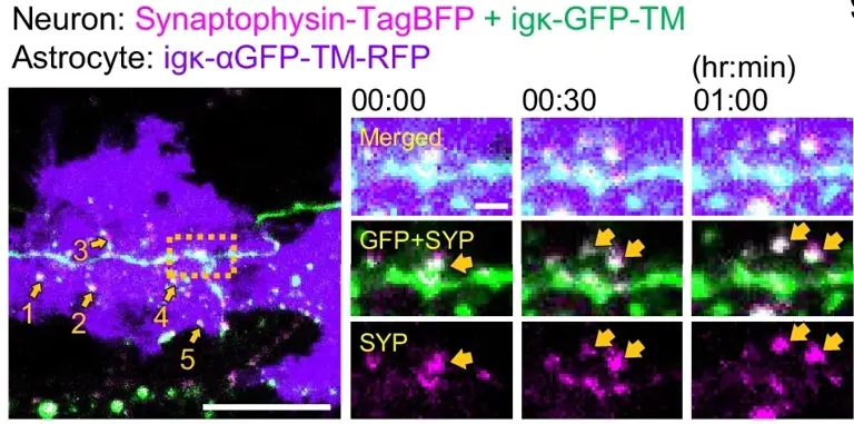 Scientists create a tool to 'edit' brain functions and improve memory
