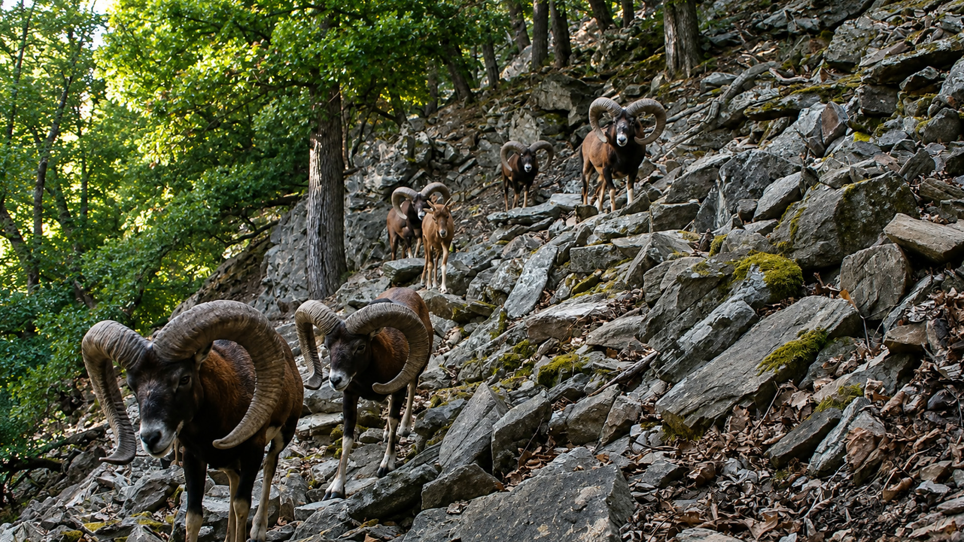 This camera trap captured a ram family crossing