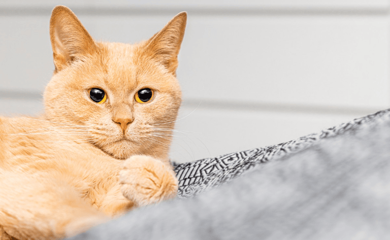 Experts reveal the rare genetic secret hidden in orange cats