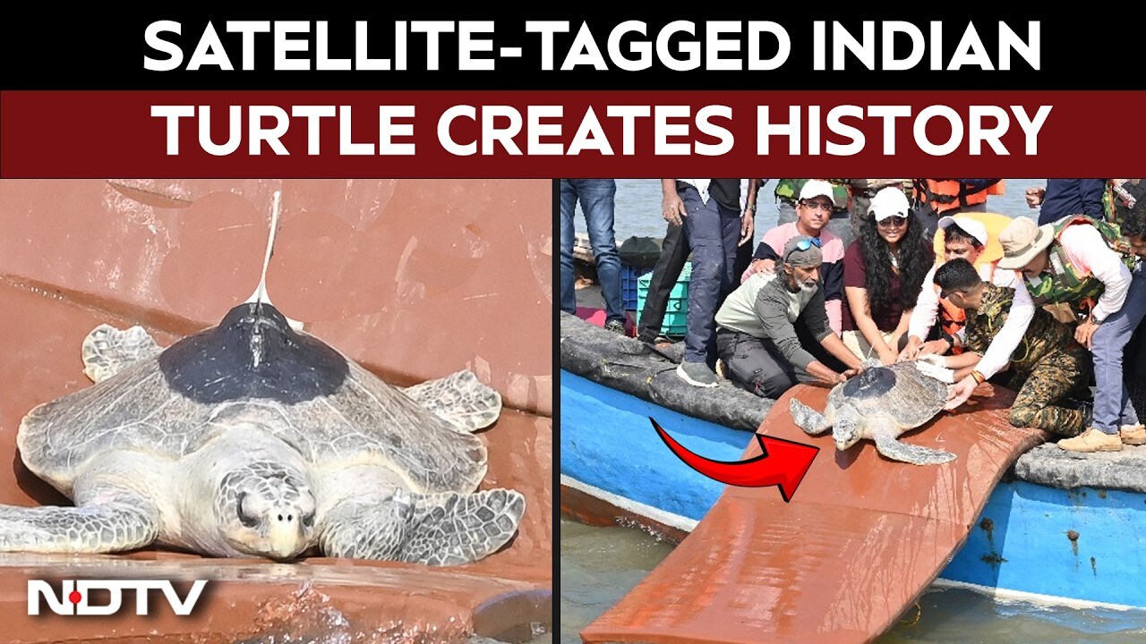Satellite-tagged Indian turtle's 4,000 km journey creates history