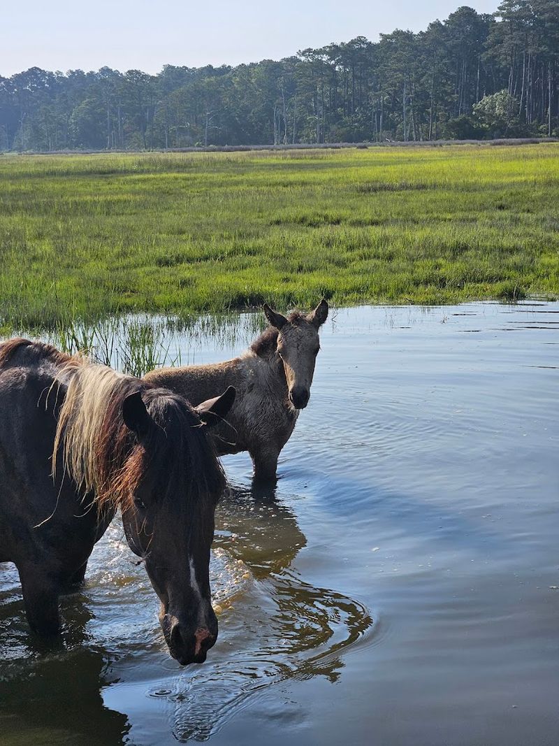 This unique Virginia boat ride feels like a Wild West adventure on the ...