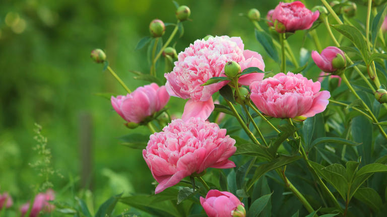 Not Miracle-Gro, not coffee grounds: This natural fertilizer makes ...