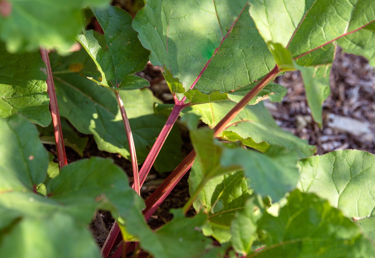 Rhubarb plant with thick red stems below large leaves