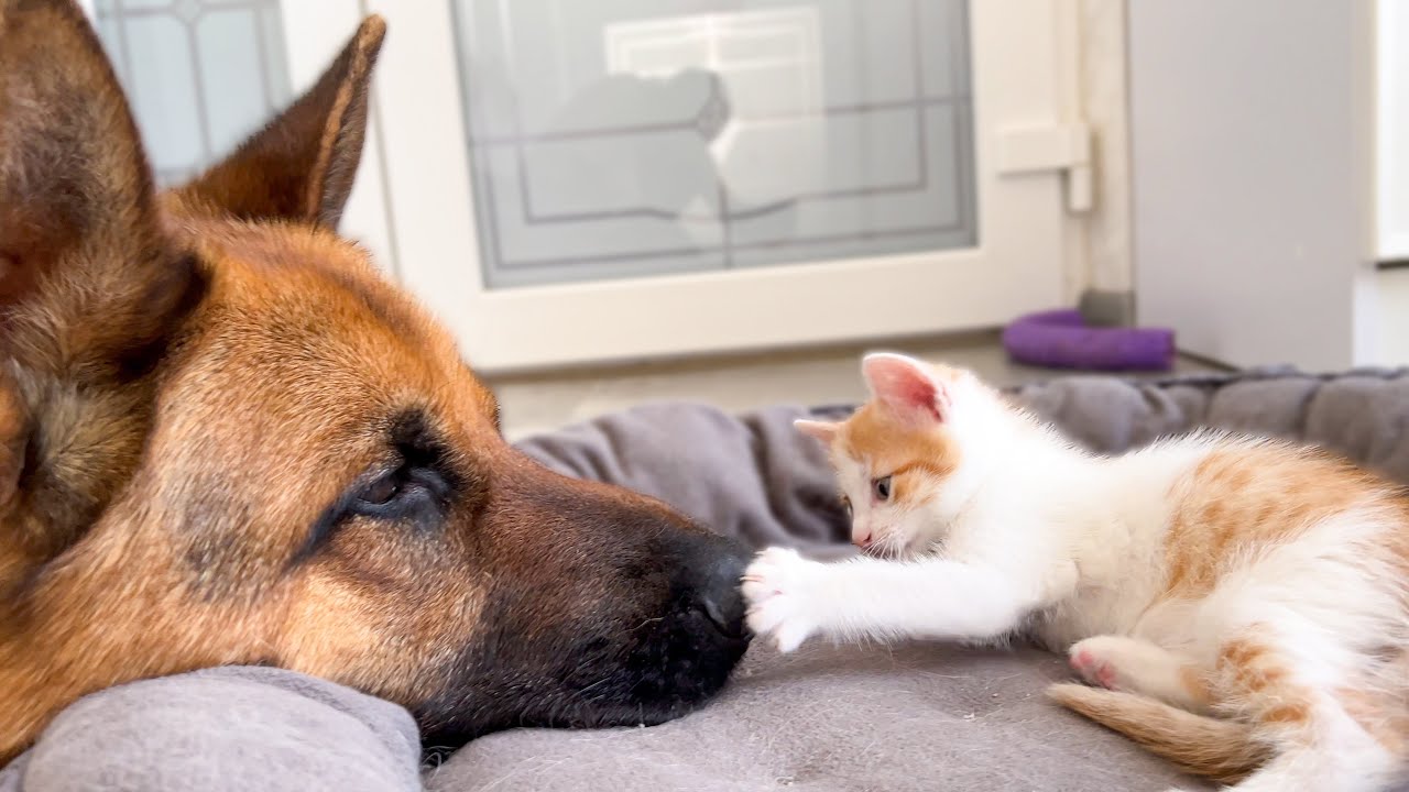 German shepherd plays gently with tiny kitten