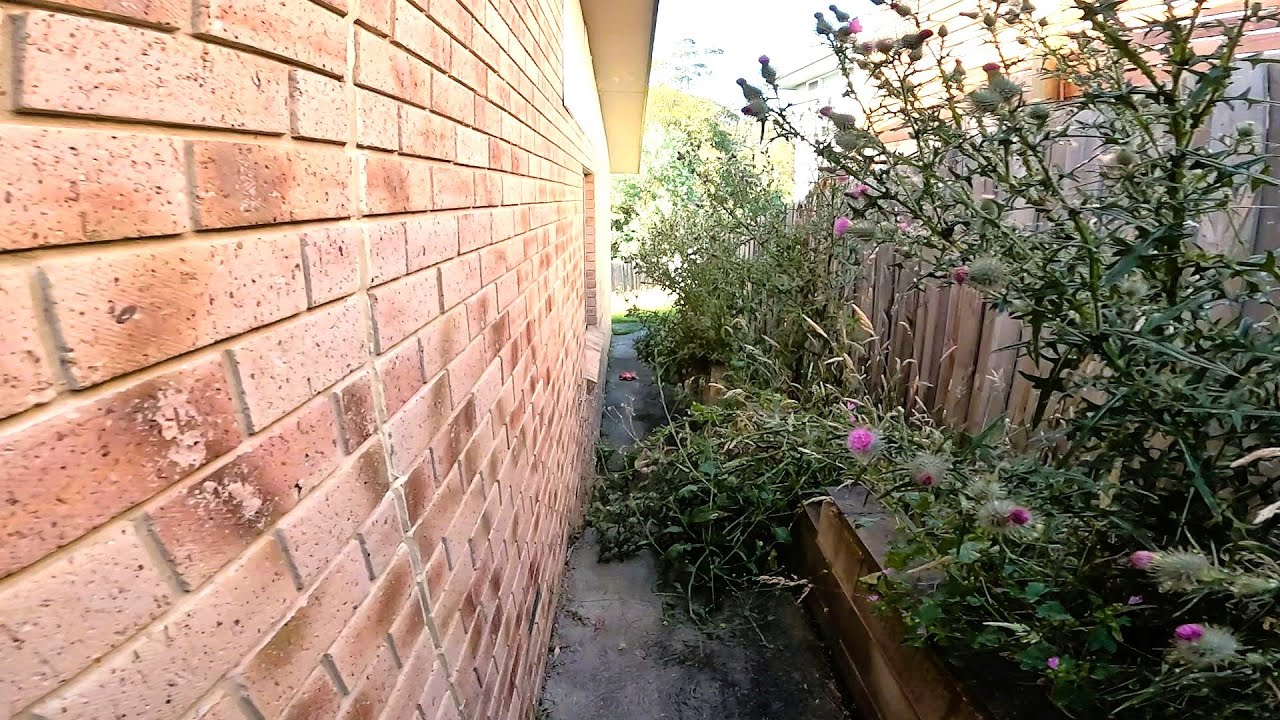 I transformed an overgrown yard in 3.5 hours!🌿