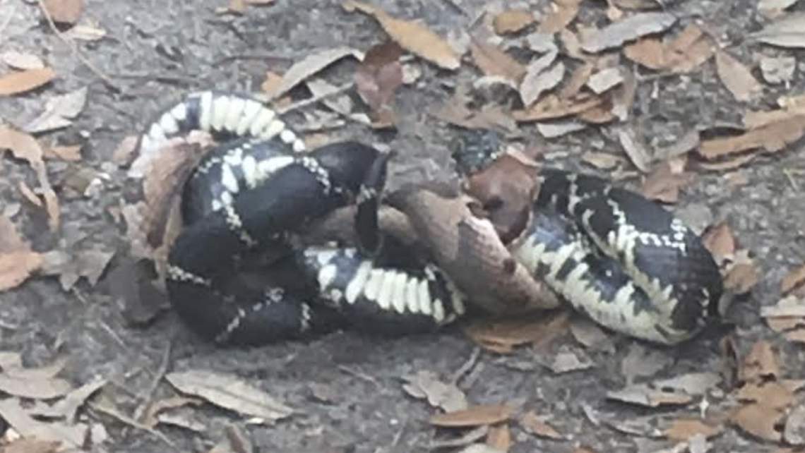 Beautiful view of Copperhead Snake Feeding Schedules For Hibernation