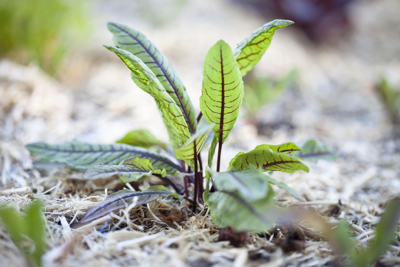 Sorrel growing in a vegetable garden.