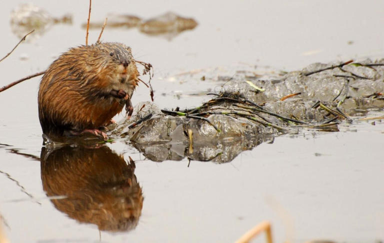 Muskrats 'always come back,' says one NWT hunter, as species ...