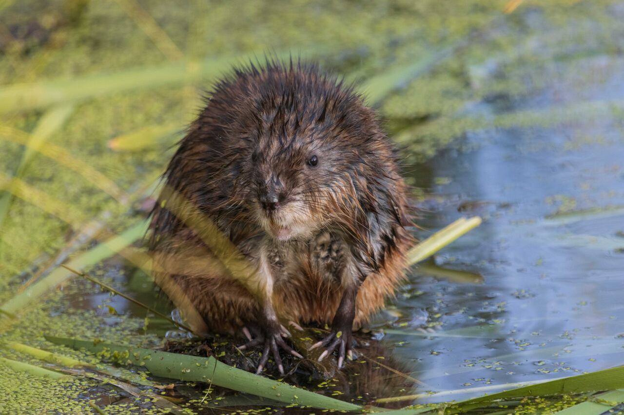 Muskrats 'always come back,' says one NWT hunter, as species ...