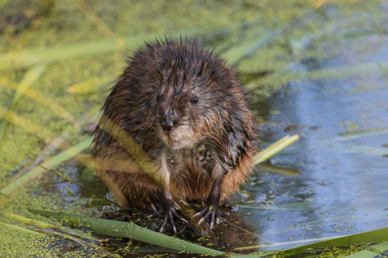 Muskrats 'always come back,' says one NWT hunter, as species ...