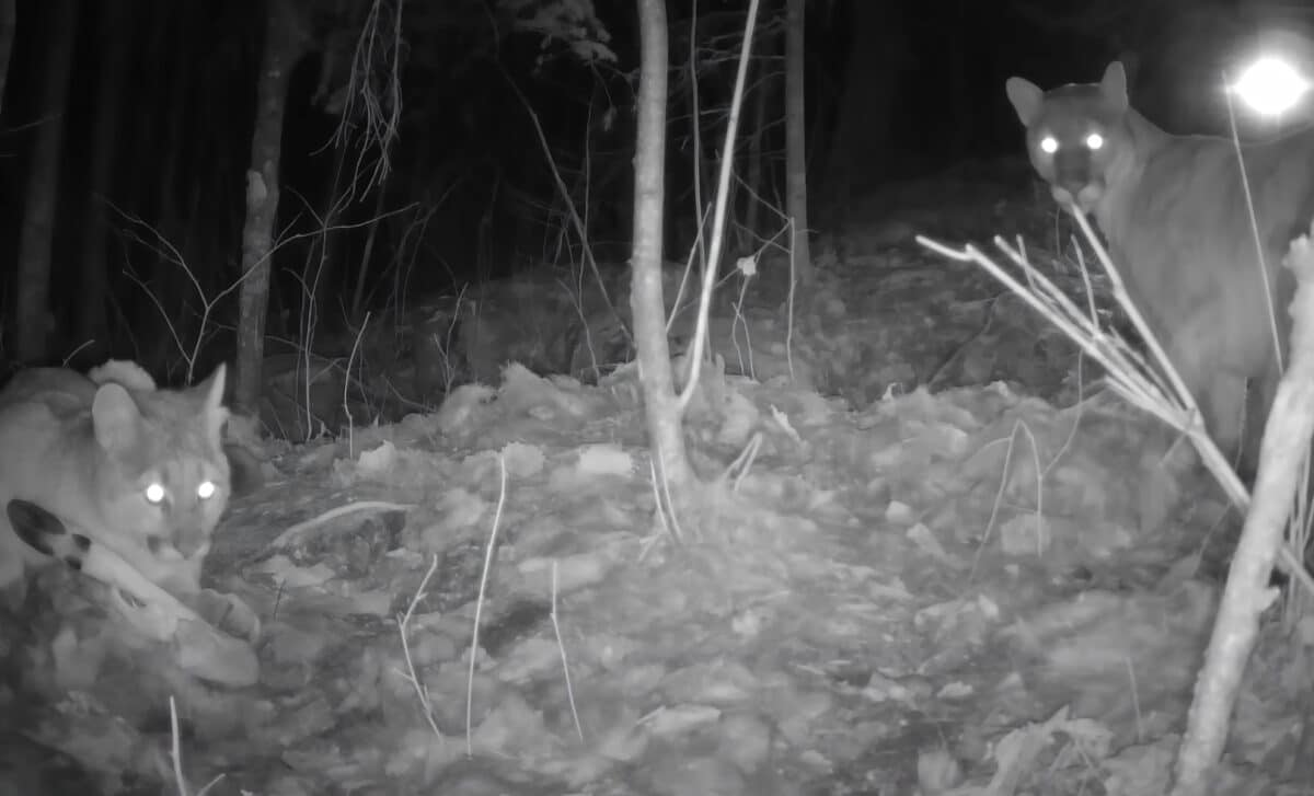 Scientists set up trail cameras to study wolves in Minnesota, instead ...