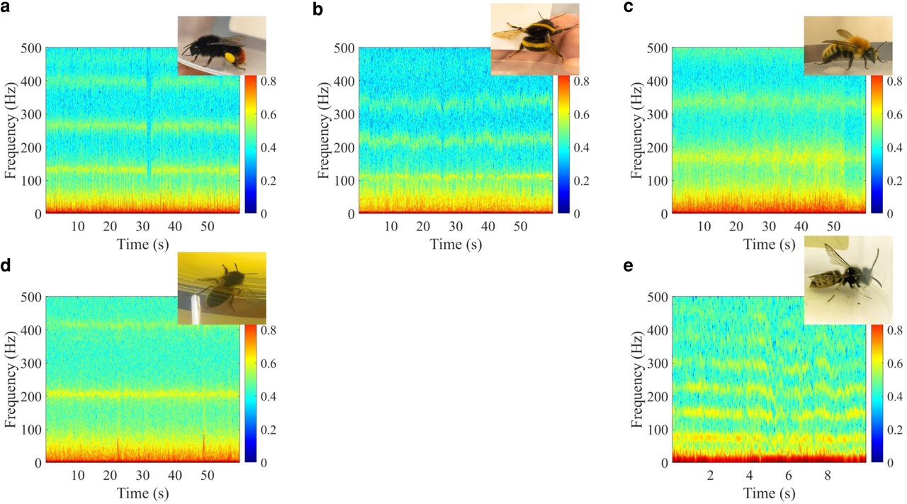 Bee more specific: New radar tech could improve identification and ...