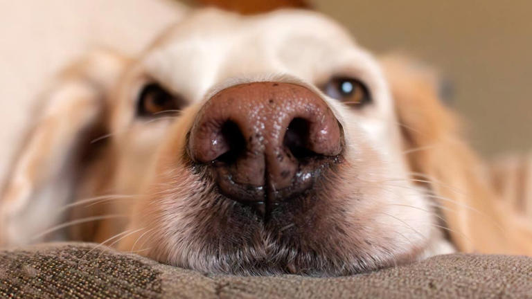 Curated visual reference: Melatonin For Puppies With Separation Anxiety Reference: The Fda Just Approved A New Medication For Dogs With