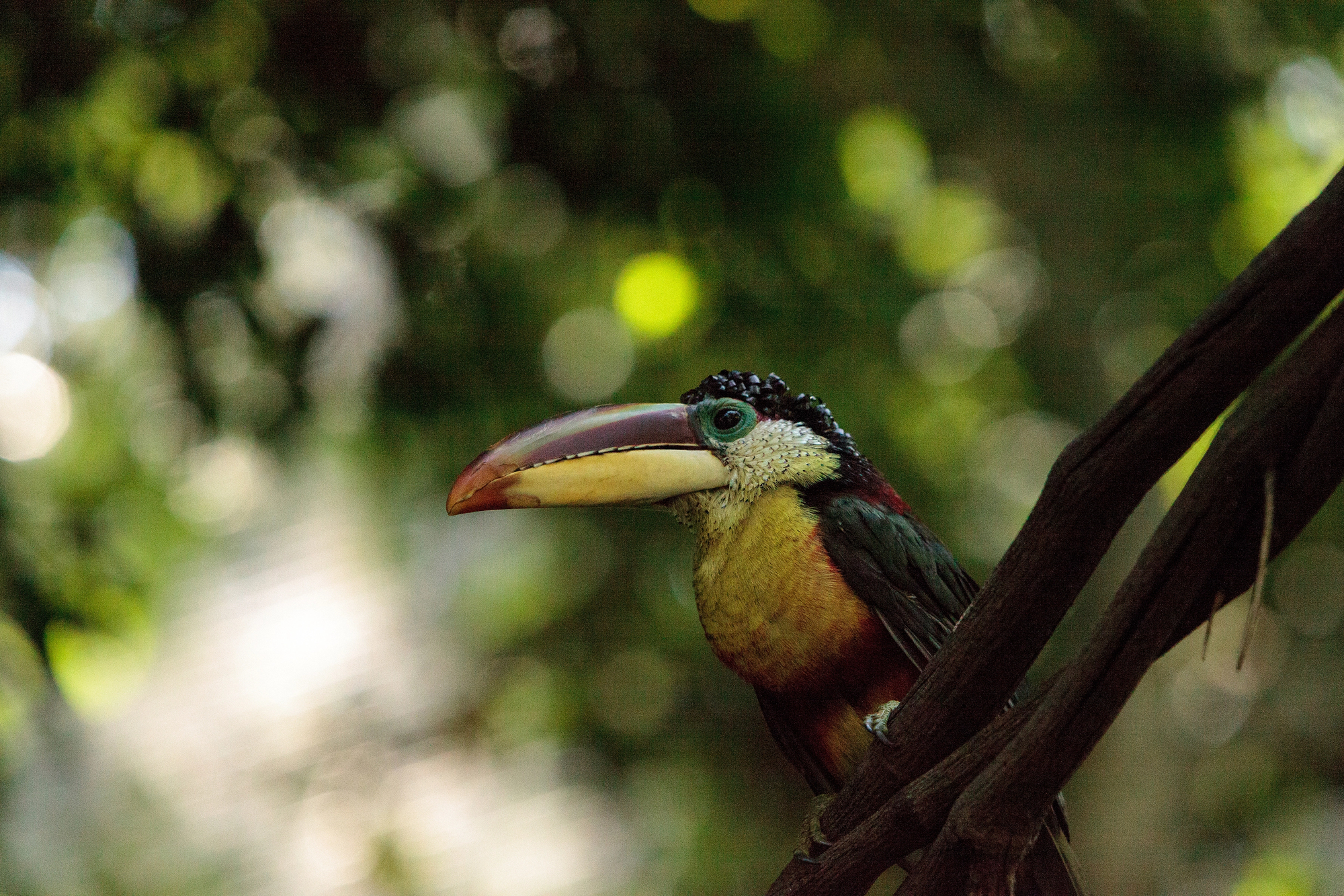 Photos of 15 striking tropical birds displaying unusual feathers