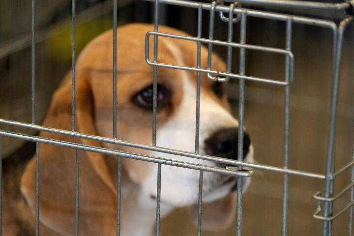 1,500 beagles used in research studies are released for adoption