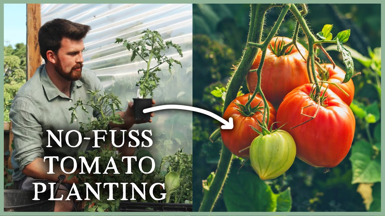 Quick tips for growing perfect tomatoes!