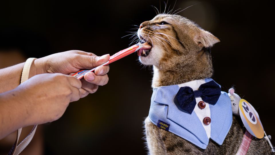 Cats or dogs? In East Asia, more people are becoming feline fans