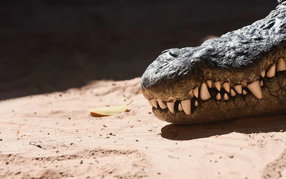 Crocodile killing of hotel owner sparks wider investigation