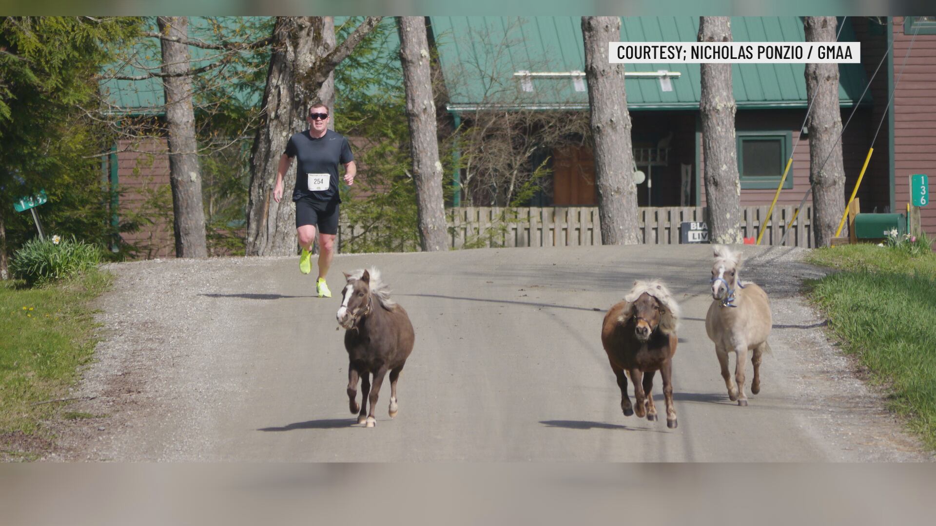 Loose ponies join runner at finish line of Jericho road race