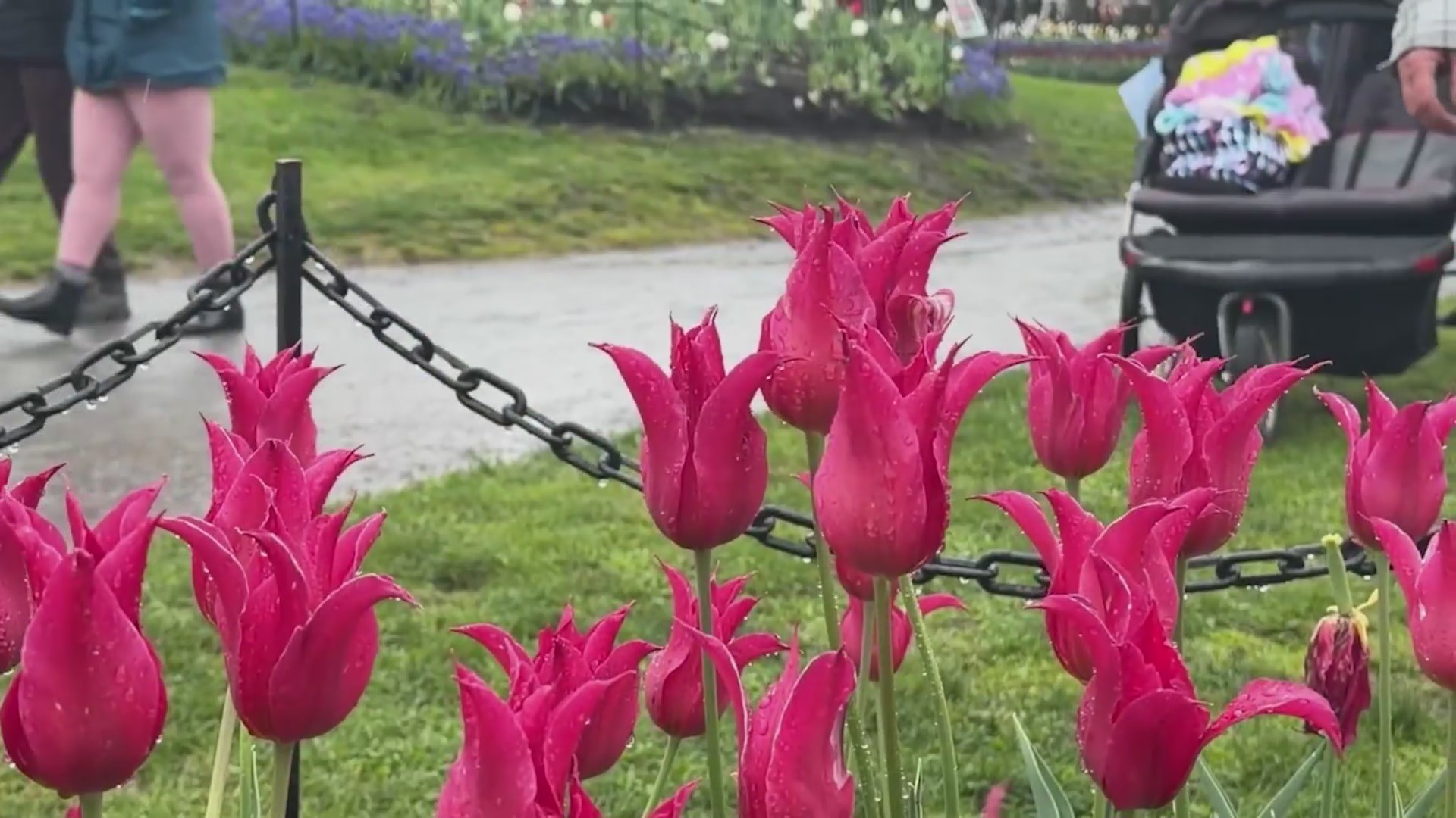 78th annual Tulip Fest takes over Washington Park in spite of rain