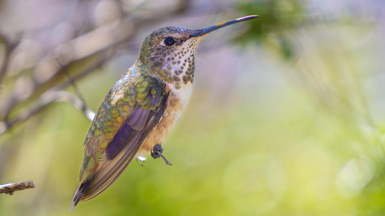 The hanging basket flower that attracts hummingbirds all summer and ...