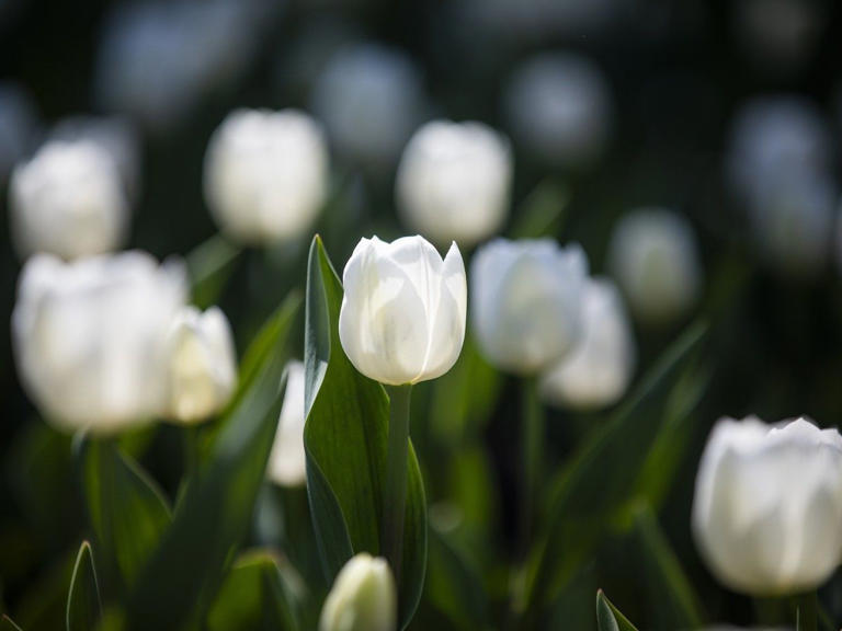 NCC 'tulip meter' touts best time to view annual display in capital