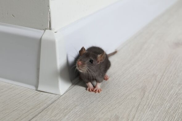 Rats will stay away from your home with super effective £1 kitchen staple