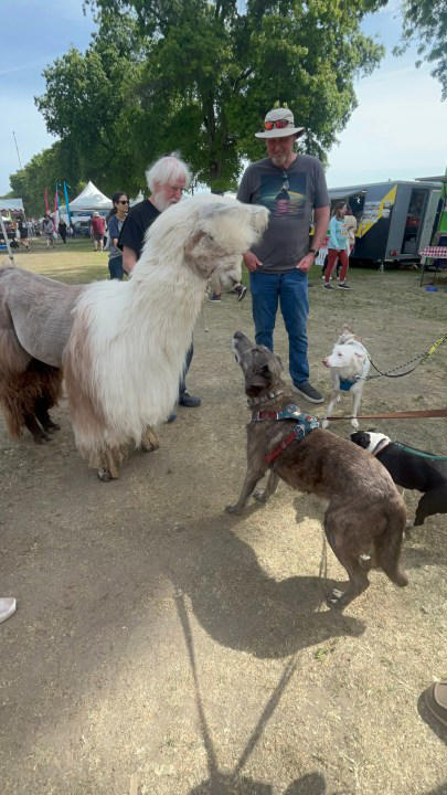 2026 'Doggy Dash' attracts dogs and llamas alike