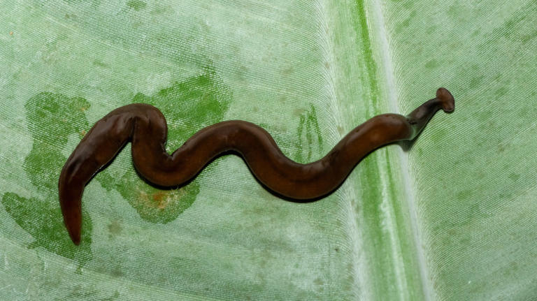 13 of the strangest creatures that could be lurking in your backyard