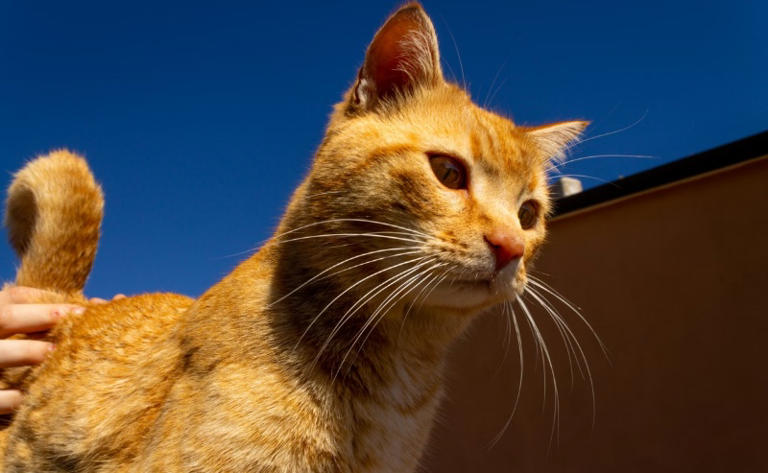 Experts reveal the rare genetic secret hidden in orange cats