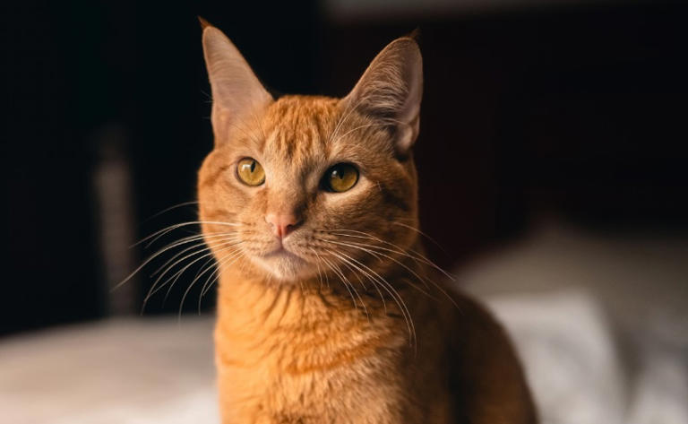 Experts reveal the rare genetic secret hidden in orange cats