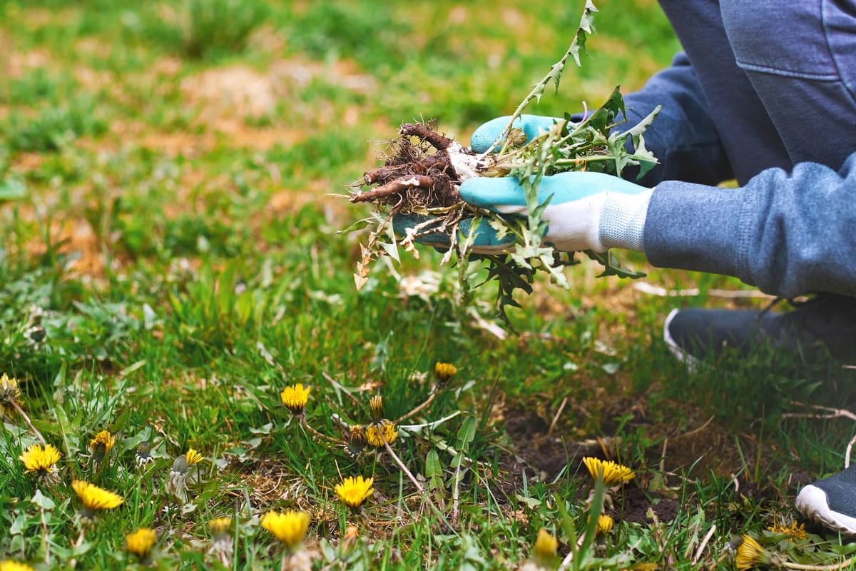 Say goodbye to hours of weeding an under £1 kitchen ingredient does all ...